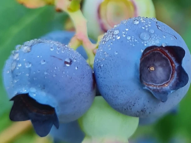 Blaubeere mit Tau Zwei reife, blaue Heidelbeeren mit Wassertropfen hängen an einem Zweig mit grünen Blättern.