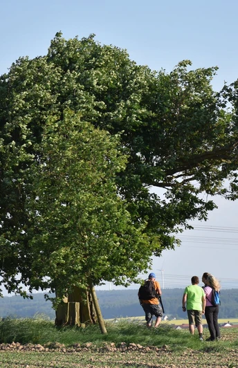 Treeser Kaffeebäumchen