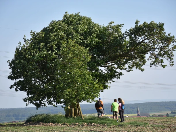 Treeser Kaffeebäumchen