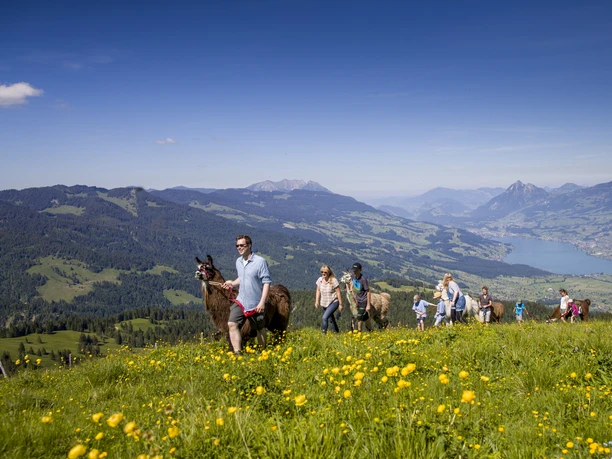 Lamatrekking mit Aussicht