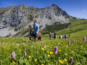 Lamatrekking am Giswilerstock