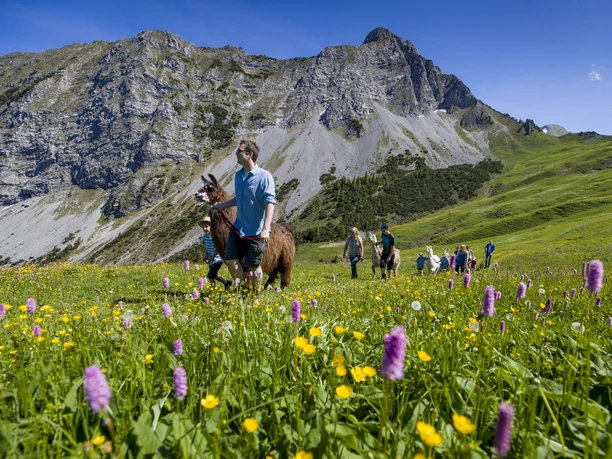 Lamatrekking am Giswilerstock