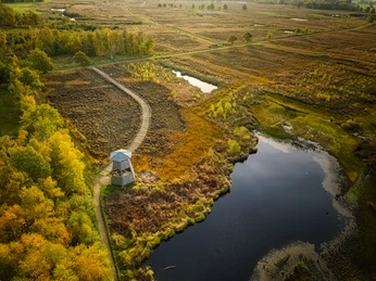 Hille-Torfmoor-Teutoburger-Wald-Tourismus-J-Motzny-015.jpg Holzturm steht in herbstlicher Moorlandschaft, umgeben von Bäumen und Gewässern unter blauem Himmel.
