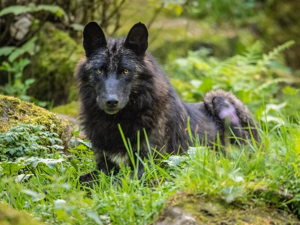 Wölfe im Adler und Wolfspark
