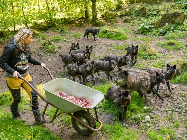 Wolfsfütterung Adler- und Wolfspark Kasselburg