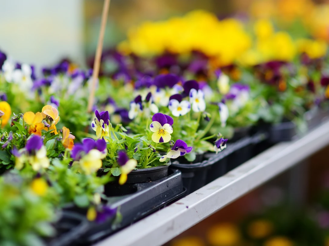 Beautiful colorful flowers sold in outdoor flower shop Beautiful colorful flowers sold in outdoor flower shop