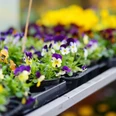 Beautiful colorful flowers sold in outdoor flower shop Beautiful colorful flowers sold in outdoor flower shop