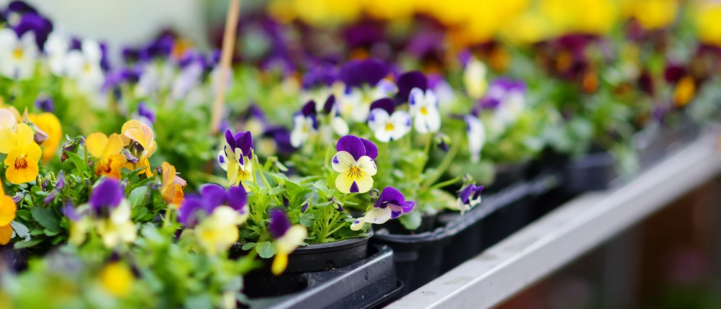 Beautiful colorful flowers sold in outdoor flower shop Beautiful colorful flowers sold in outdoor flower shop