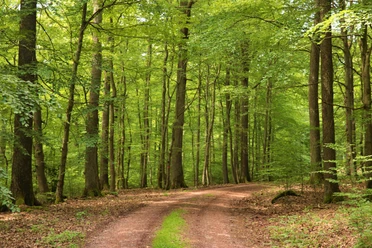 Blick in Buchenhochwald mit einzelnen Eichen_H.Berthold.JPG