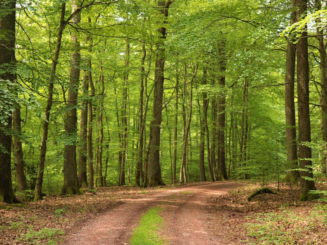 Blick in Buchenhochwald mit einzelnen Eichen_H.Berthold.JPG