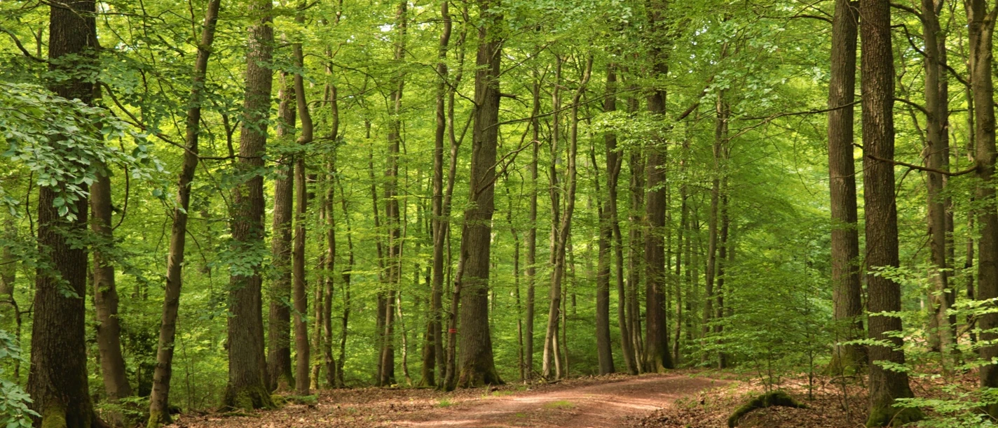 Blick in Buchenhochwald mit einzelnen Eichen_H.Berthold.JPG