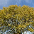 Baumkrone Großer Baum mit herbstlich goldenen Blättern vor strahlend blauem Himmel.