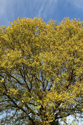 Baumkrone Großer Baum mit herbstlich goldenen Blättern vor strahlend blauem Himmel.