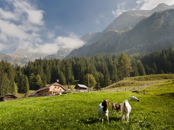 Hergiswil_Unterlauelen_extérieur_été_Nidwald Alpwirtschaft Unterlauelen Nidwalden