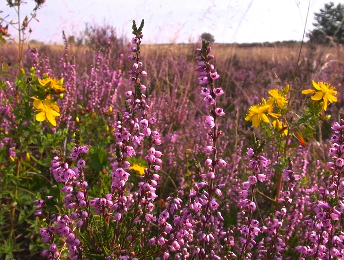 Bluehende-heide-foto_ccbysa_foto©bispingen-touristik.jpg