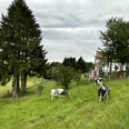 Fachwerkhaus am Liewerfrauenweg Ländliche Idylle mit Kühen auf grüner Wiese, im Hintergrund ein Fachwerkhaus und hohe Bäume.