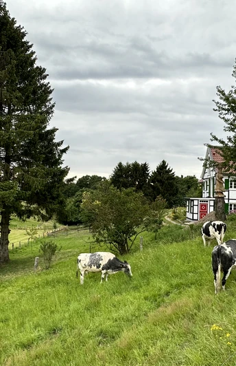 Fachwerkhaus am Liewerfrauenweg Ländliche Idylle mit Kühen auf grüner Wiese, im Hintergrund ein Fachwerkhaus und hohe Bäume.
