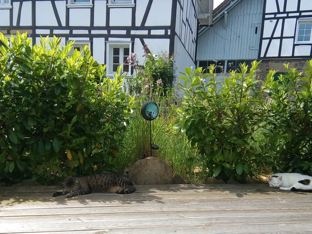 Vorgarten, Sonnenpodest Zwei Katzen liegen entspannt auf einer hölzernen Terrasse, umgeben von grünen Büschen und Fachwerkhäusern.