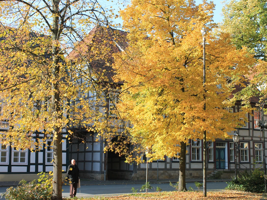 Fachwerkhäuser säumen eine von leuchtend gelben Herbstbäumen gesäumte Straße in herbstlicher Atmosphäre.