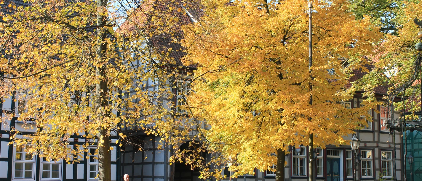 Fachwerkhäuser säumen eine von leuchtend gelben Herbstbäumen gesäumte Straße in herbstlicher Atmosphäre.
