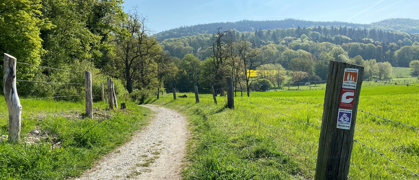 Entlang des Bergweltenweges in Steinhagen Ein idyllischer Wanderweg durch grünes, von Bäumen gesäumtes Hügelland bei sonnigem Wetter.