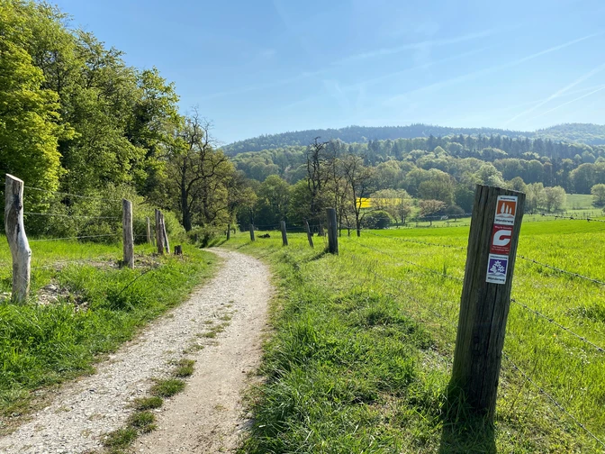 Entlang des Bergweltenweges in Steinhagen Ein idyllischer Wanderweg durch grünes, von Bäumen gesäumtes Hügelland bei sonnigem Wetter.
