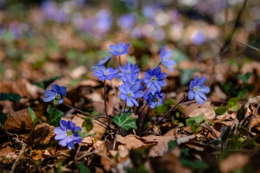 Leberblümchen (C) pro Wirtschaft, Mario Wallenfang.jpeg Lila Leberblümchen blühen auf Waldboden, umgeben von braunem Laub, und fangen das Sonnenlicht ein.