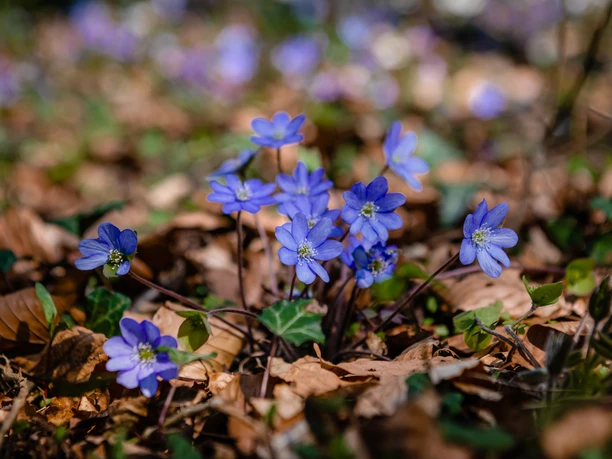 Leberblümchen (C) pro Wirtschaft, Mario Wallenfang.jpeg Lila Leberblümchen blühen auf Waldboden, umgeben von braunem Laub, und fangen das Sonnenlicht ein.