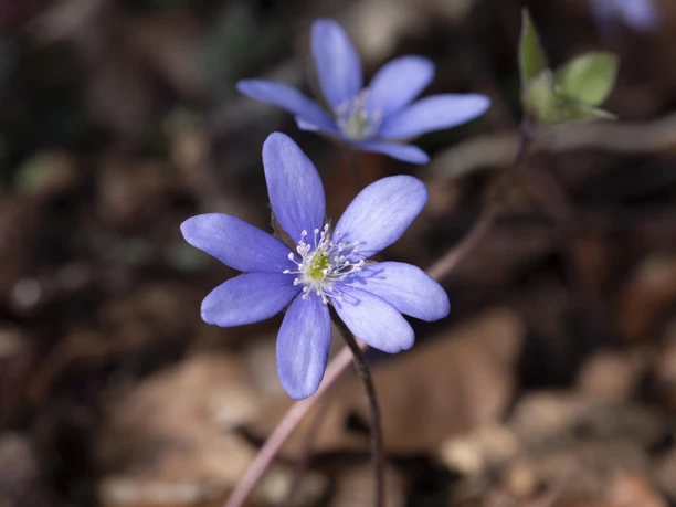 P1055095 © Markus Stein Werther.jpg Lila Leberblümchen blühen im Vordergrund mit unscharfem, braunem Waldboden im Hintergrund.