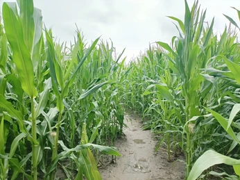 Maislabyrinth in Otterndorf