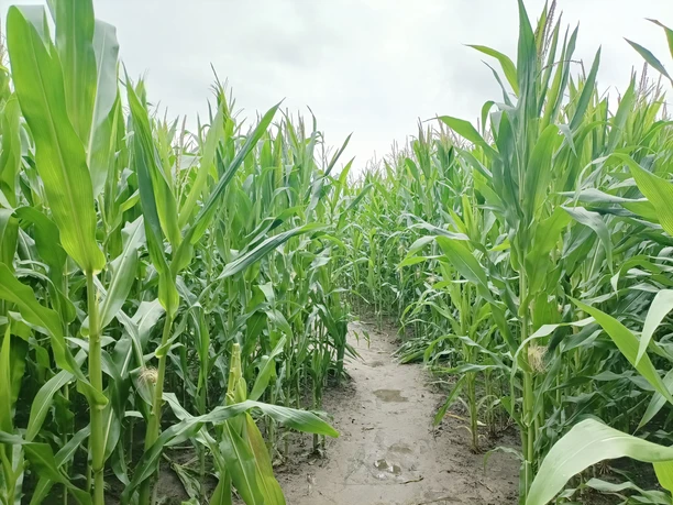 Maislabyrinth in Otterndorf
