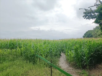 Maislabyrinth in Otterndorf