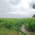 Maislabyrinth in Otterndorf