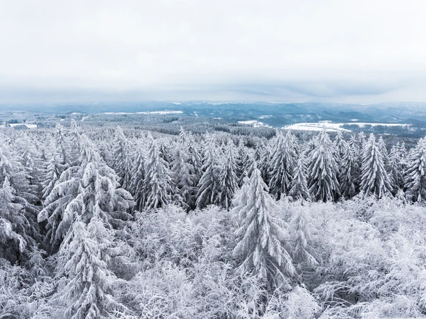 Snow-covered forest with tall, snow-covered fir trees under a gray sky, the landscape appears calm and cold.