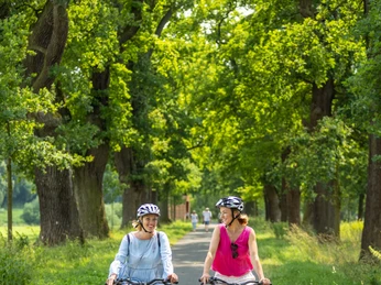 Hoexter-Landesgartenschaugelände Weserradweg-Stadt Hoexter-D. Ketz-2023-420.jpg Zwei Frauen radeln durch eine herrliche Eichenallee