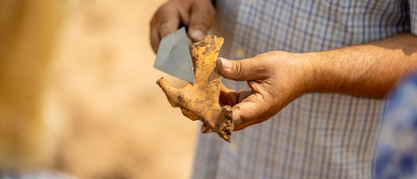 Hoexter-Landesgartenschaugelände Archeologiepark-Stadt Hoexter-D. Ketz-2023-340.jpg Eine Person hält ein archäologisches Artefakt aus Erde in den Händen, untersucht es mit einem Werkzeug.