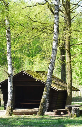 Eine einfache Holzhütte steht in einem lichten Wald, umgeben von grünen Birken und Picknicktischen.