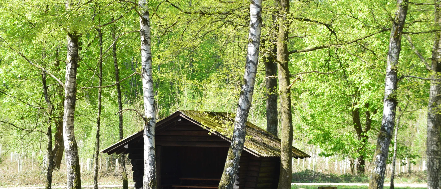 Wandern Birkenhütte(C)Stadt.JPG Eine einfache Holzhütte steht in einem lichten Wald, umgeben von grünen Birken und Picknicktischen.