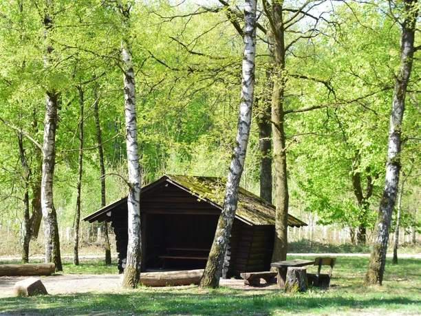 Wandern Birkenhütte(C)Stadt.JPG Eine einfache Holzhütte steht in einem lichten Wald, umgeben von grünen Birken und Picknicktischen.
