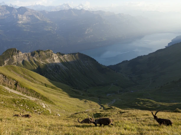 Steinbock Trek