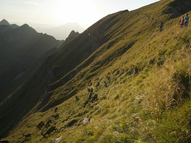 Steinbock Trek 4 Steinbock Trek