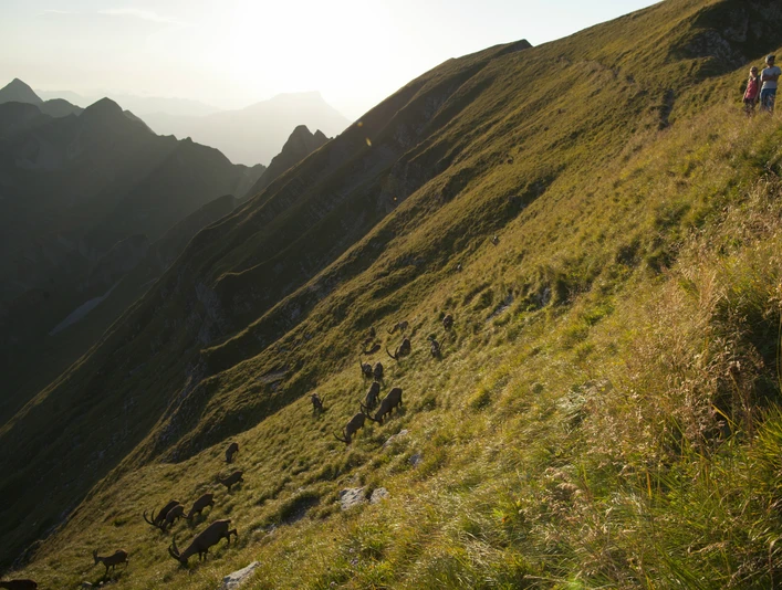 Steinbock Trek 4 Steinbock Trek