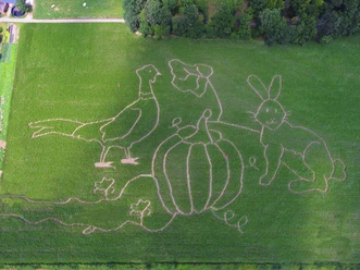 Ein Luftbild eines Maislabyrinths mit kunstvoll geschnittenen Tier- und Kürbismotiven in einem Feld.
