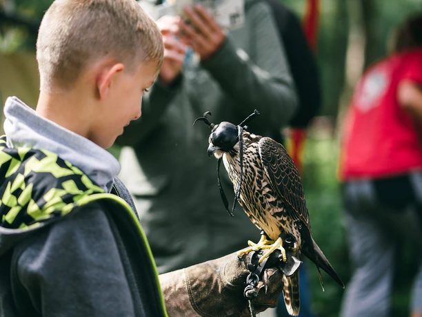 Greifvogel erleben
