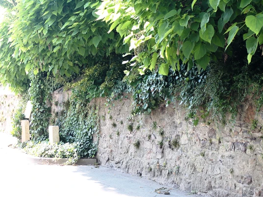 Steinmauer in üppiges Grün gehüllt, von dichten Blättern beschattet, entlang eines sonnigen Weges.