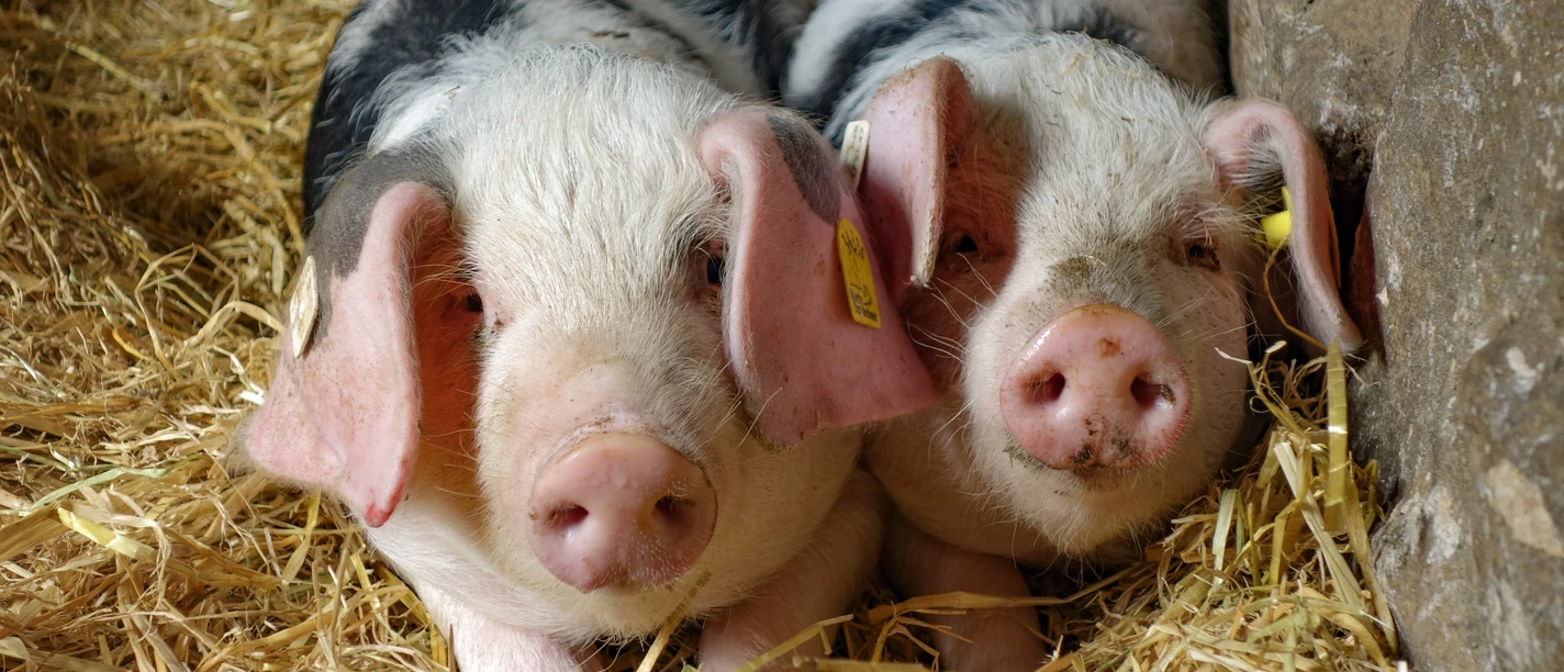 Ferkel_c_Museumsdorf Hösseringen.jpg