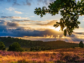 Suhorn im August Suhorn im August, Landschaft im Sonnenuntergang