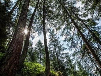 Themenweg Schutzwald