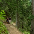 Wanderung im Bergwald