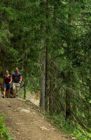 Wanderung im Bergwald